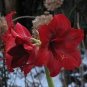 Dark Red Amaryllis 100 PCS Seeds