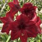 Dark Red Amaryllis 100 PCS Seeds