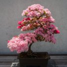 Dark Red Apple Flowering Plant Bonsai Tree 10 PCS Seeds