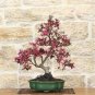 Dark Red Apple Flowering Plant Bonsai Tree 10 PCS Seeds