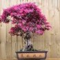 Dark Red Apple Flowering Plant Bonsai Tree 10 PCS Seeds