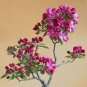 Dark Red Apple Flowering Plant Bonsai Tree 10 PCS Seeds