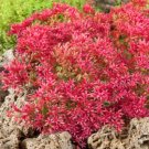 Dark Red Creeping Thyme Flower 200 PCS Seeds