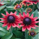 Dark Red Echinacea 6-layer Big Blooms Bonsai Flowers 100 PCS Seeds Dark Red Echinacea 6-layer Big Blooms Bonsai Flowers 100 PCS Seeds