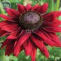 Dark Red Echinacea 6-layer Big Blooms Bonsai Flowers 100 PCS Seeds
