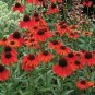 Dark Red Echinacea 6-layer Big Blooms Bonsai Flowers 100 PCS Seeds