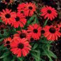 Dark Red Echinacea 6-layer Big Blooms Bonsai Flowers 100 PCS Seeds