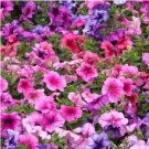 Dark Red Purple Garden Petunia Hybrida Flowering Plants 200 PCS Seeds Dark Red Purple Garden Petunia Hybrida Flowering Plants 200 PCS Seeds