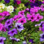 Dark Red Purple Garden Petunia Hybrida Flowering Plants 200 PCS Seeds