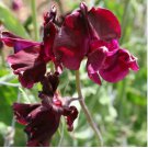 Dark Red Purple Sweet Pea Spencer 8 PCS Seeds Dark Red Purple Sweet Pea Spencer 8 PCS Seeds