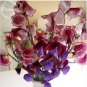 Dark Red Purple Sweet Pea Spencer 8 PCS Seeds