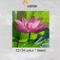 Dark Red Strong Fragrant Nelumbo Nucifera Lotus Flower 1 PCS Seeds