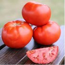 Dark Red Tomato 100 PCS Seeds