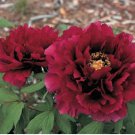 Dark Red Tree Peony Flower 'Fengzi' 5 PCS Seeds Dark Red Tree Peony Flower 'Fengzi' 5 PCS Seeds