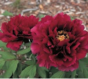Dark Red Tree Peony Flower 'Fengzi' 5 PCS Seeds