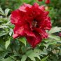 Dark Red Tree Peony Flower 'Fengzi' 5 PCS Seeds