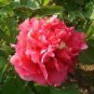 Dark Red Tree Peony Flower 'Fengzi' 5 PCS Seeds