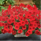 Dark Red Velour Petunia 200 PCS Seeds