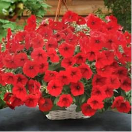 Dark Red Velour Petunia 200 PCS Seeds