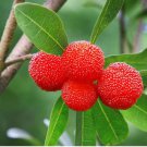 Dark Red Waxberry Shrub 5 PCS Seeds