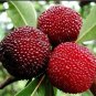 Dark Red Waxberry Shrub 5 PCS Seeds