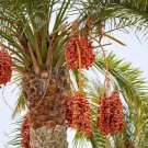 Date Palm Phoenix Dactylifera Tree 20 PCS Seeds