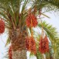 Date Palm Phoenix Dactylifera Tree 20 PCS Seeds