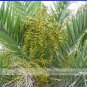 Date Palm Phoenix Dactylifera Tree 20 PCS Seeds