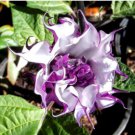 Datura Plants Herbs Flower Seeds Mixed 30 PCS Seeds Datura Plants Herbs Flower Seeds Mixed 30 PCS Seeds