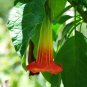 Datura Plants Herbs Flower Seeds Mixed 30 PCS Seeds