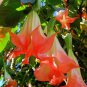 Datura Plants Herbs Flower Seeds Mixed 30 PCS Seeds
