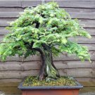 Dawn Redwood Bonsai Tree Grove Metasequoia 50 PCS Seeds
