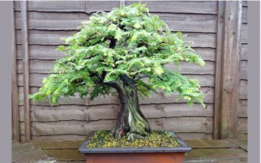 Dawn Redwood Bonsai Tree Grove Metasequoia 50 PCS Seeds