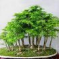 Dawn Redwood Bonsai Tree Grove Metasequoia 50 PCS Seeds