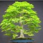 Dawn Redwood Bonsai Tree Grove Metasequoia 50 PCS Seeds