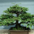 Dawn Redwood Bonsai Tree Grove Metasequoia Glyptostroboides Bonsai 50 PCS Seeds