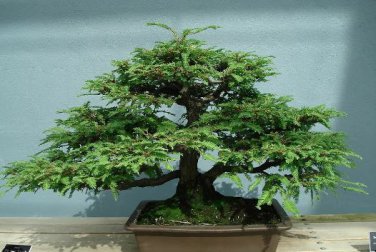 Dawn Redwood Bonsai Tree Grove Metasequoia Glyptostroboides Bonsai 50 PCS Seeds