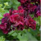 Deep Red Geranium Bonsai Pretty Charming Flower 20 PCS Seeds Deep Red Geranium Bonsai Pretty Charming Flower 20 PCS Seeds