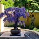 Deep Purple & Rose Red Wisteria Bonsai Flowers 15 PCS Seeds Deep Purple & Rose Red Wisteria Bonsai Flowers 15 PCS Seeds