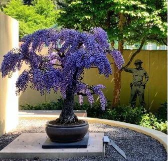 Deep Purple & Rose Red Wisteria Bonsai Flowers 15 PCS Seeds
