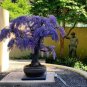 Deep Purple & Rose Red Wisteria Bonsai Flowers 15 PCS Seeds