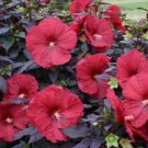 Deep Red Hibiscus 20 PCS Seeds Deep Red Hibiscus 20 PCS Seeds