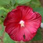 Deep Red Hibiscus 20 PCS Seeds