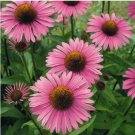 Deep Rose Red Echinacea Perennial Coneflower 200 PCS Seeds Deep Rose Red Echinacea Perennial Coneflower 200 PCS Seeds