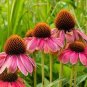 Deep Rose Red Echinacea Perennial Coneflower 200 PCS Seeds