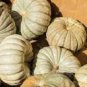 DeeplyRibbed Pumpkin 100 PCS Seeds