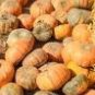 DeeplyRibbed Pumpkin 100 PCS Seeds