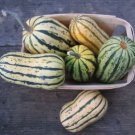 Delicata Little Sweet Squash Organic 10 PCS Seeds