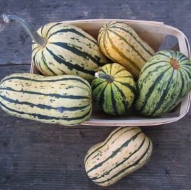 Delicata Little Sweet Squash Organic 10 PCS Seeds