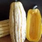 Delicata Little Sweet Squash Organic 10 PCS Seeds